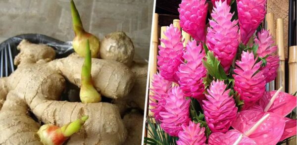 Comment cultiver le gingembre chez soi pour en avoir une réserve infinie (et le faire fleurir)