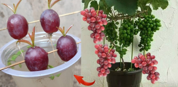 Comment cultiver sa propre vigne et avoir de belles grappes de raisin ?