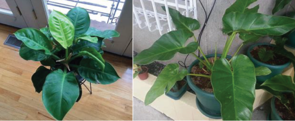 Comment faire de votre philodendron et de votre pothos des plantes d’intérieur magnifiques et en bonne santé