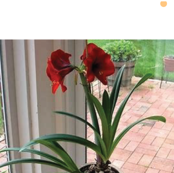Comment faire durer et refleurir votre amaryllis