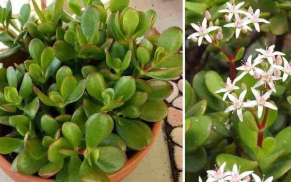 Comment faire fleurir un arbre de jade pour attirer la chance dans nos maisons