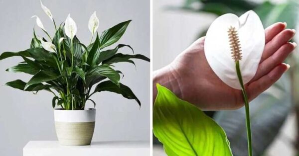Comment faire épanouir la plante Berceau de Moïse pour qu’elle parfume votre maison ?