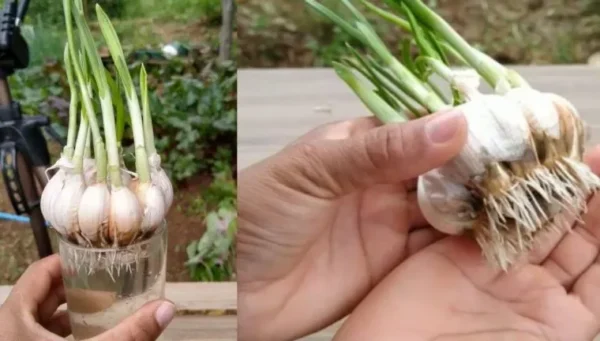 Comment faire pousser de l’ail à la maison pour avoir un approvisionnement infini