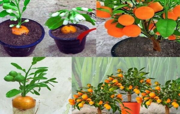 Comment faire pousser des mandarines en pots et avoir un approvisionnement infini