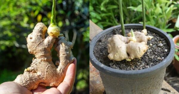 Comment faire pousser du gingembre chez soi : la méthode simple et efficace