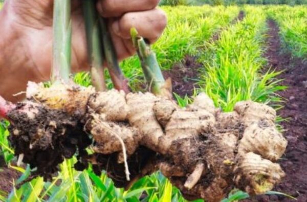 Comment faire pousser du gingembre, de l’ail et de la citronnelle à la maison: c’est la méthode du fermier