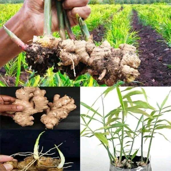 Comment faire pousser du gingembre, de l’ail et de la citronnelle à la maison: c’est la méthode du fermier