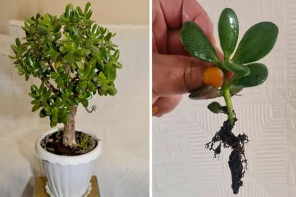 Comment faire pousser un arbre de jade juste avec une feuille ?