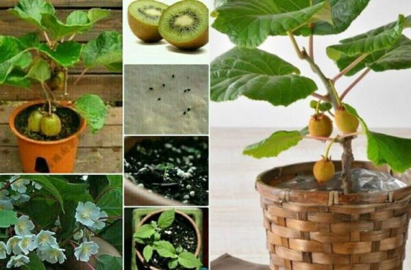 Comment faire pousser un jeune arbre de kiwi dans un pot