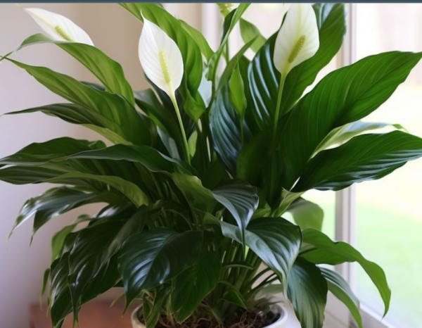 Comment faire pousser un lys de paix vibrant à la maison