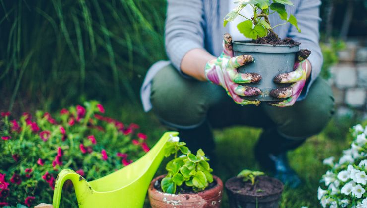 Planter un pommier au jardin