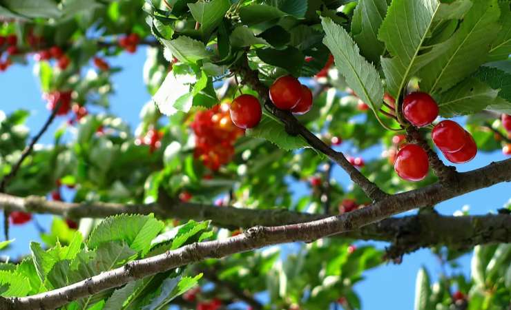 Planter un pommier au jardin