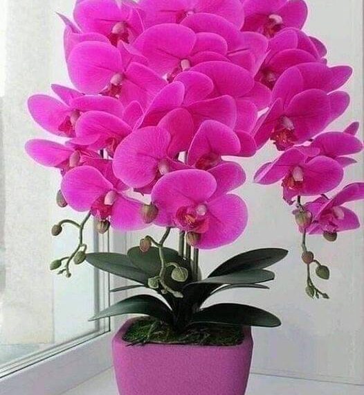 Comment faire refleurir une orchidée ? 6 astuces simples et efficaces.