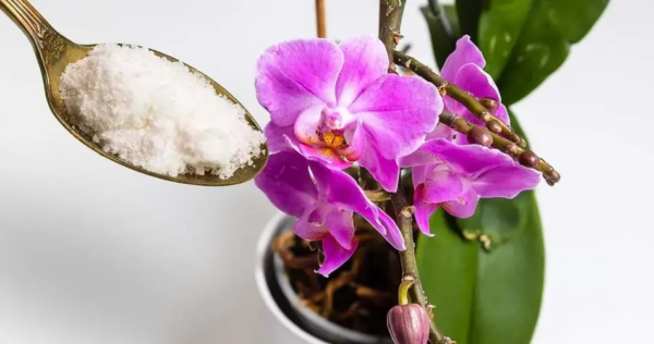 Comment faire refleurir une orchidée avec de la poudre d’ail ?