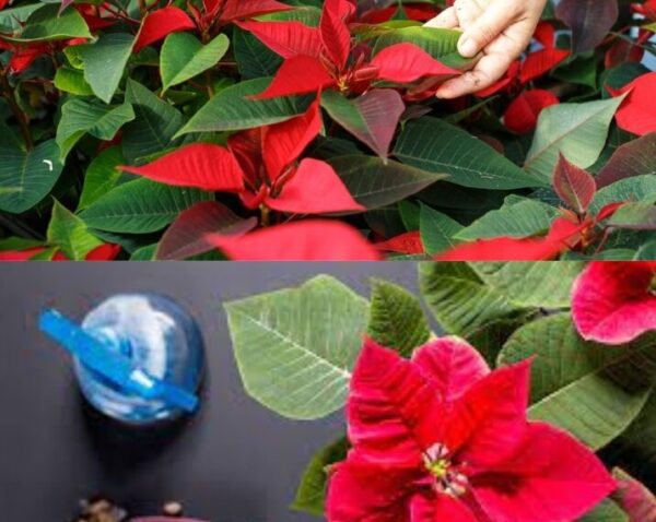 Comment faire refleurir une étoile de Noël et conserver la plante d’une année à l’autre