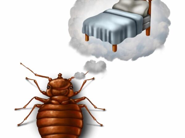 Comment Éliminer Rapidement les Punaises de Lit, les Cafards et autres Insectes dans votre Maison