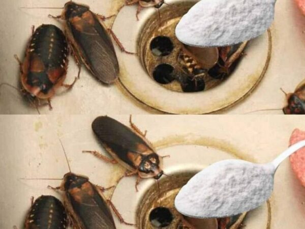 Comment Éliminer des Puces, des Fourmis et des Cafards de la Maison pour Toujours