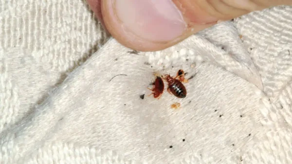 Comment Éliminer des Puces, des Fourmis et des Cafards de la Maison pour Toujours