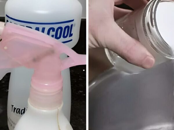 Comment Éliminer des Puces, des Fourmis et des Cafards de la Maison pour Toujours