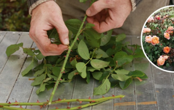 Comment multiplier les roses à partir de la tige pour en obtenir des centaines