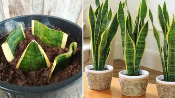 Comment obtenir une sansevieria ou « langue de belle-mère » à partir d’une seule feuille ? 1 méthode simple et efficace
