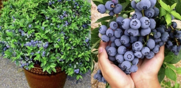 Comment planter des myrtilles à la maison pour avoir un approvisionnement inépuisable toute l’année