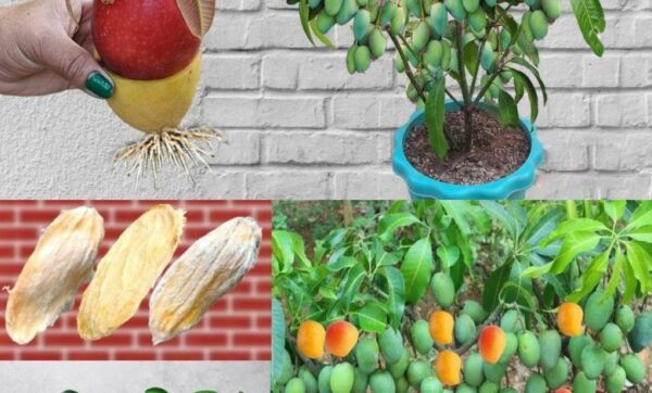 Comment planter une graine de mangue et la cultiver avec succès dans un pot