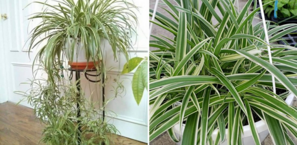 Comment prendre soin de la phalange, la plante qui purifie l’air chez soi