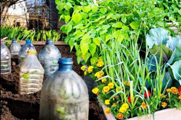 Comment protéger les plantes en hiver avec des bouteilles ?