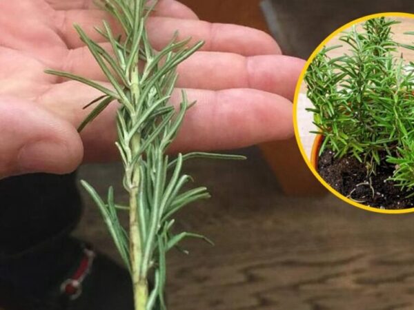 Comment reproduire du romarin à partir d’un brin