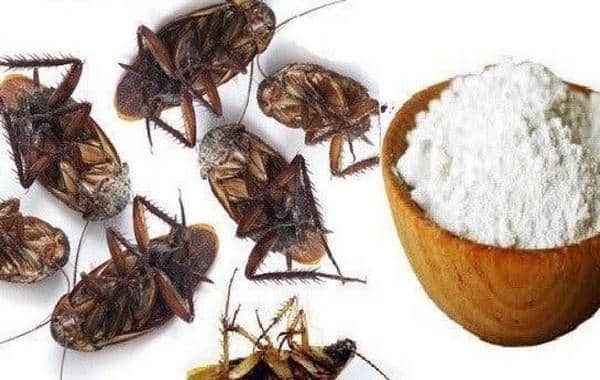 Comment se Débarrasser des Cafards de Façon Efficace ?