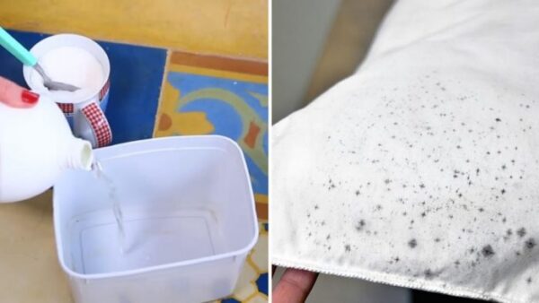 Comment se débarrasser des taches de moisissure avec une astuce au sucre