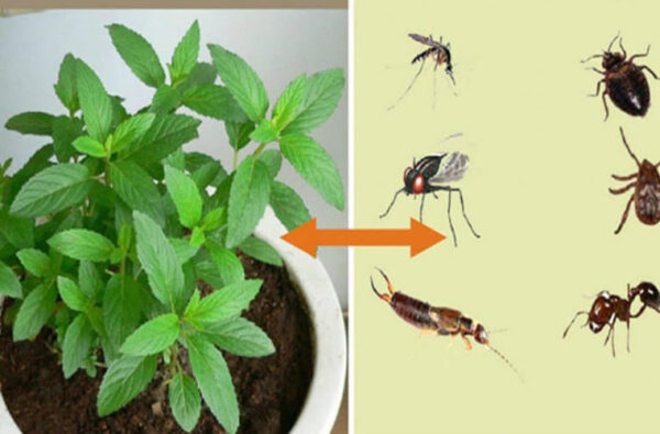 Comment utiliser la menthe poivrée pour vous débarrasser des insectes ?