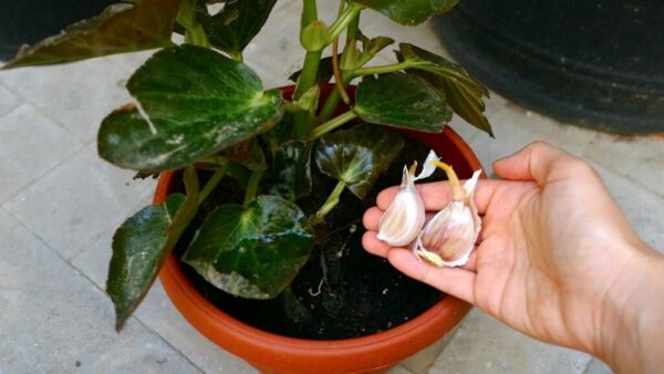 Comment utiliser l’ail pour sauver une plante d’intérieur qui se fane ?