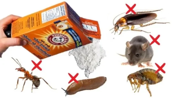 Comment utiliser le bicarbonate de soude pour tuer les insectes et les nuisibles
