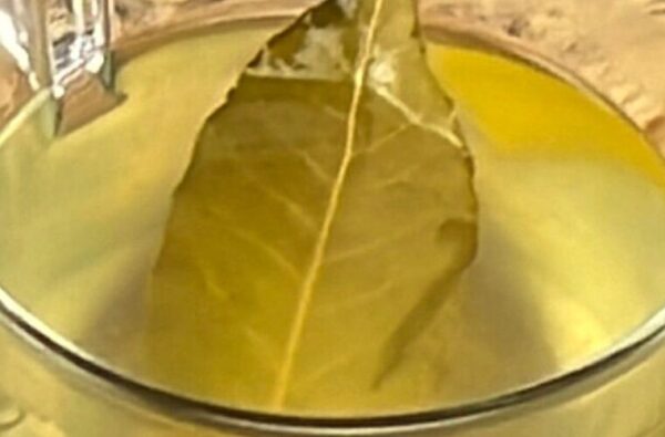 Comment utiliser le laurier dans la cuisine et au-delà : des huiles aromatisées aux remèdes anti-mites