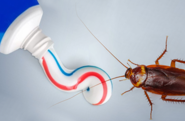 Comment vous débarrasser des cafards avec du dentifrice