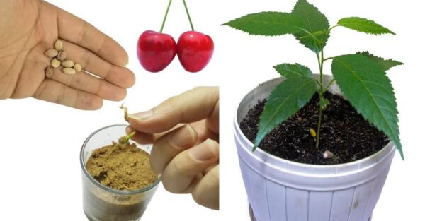 Como cultivar cerejeira em casa a partir da fruta: todos os segredos