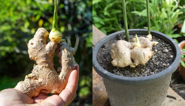 Como cultivar gengibre em casa: o método simples e eficaz