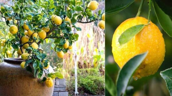 Como cultivar um limoeiro em casa sem nenhum custo com a semente do fruto