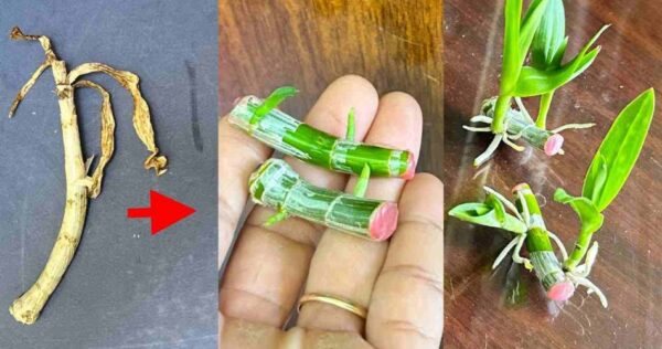 Connaître ce secret fera pousser des millions d’orchidées dans votre jardin