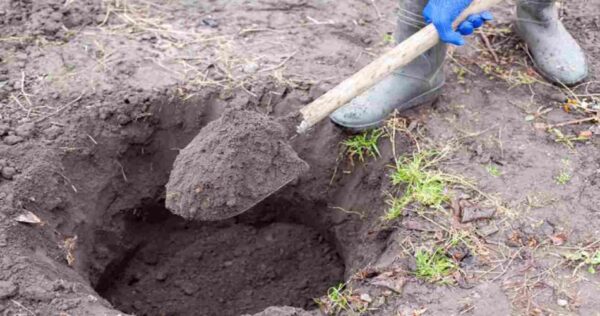Creuser jusqu’à ce qu’un trésor sorte : insoupçonné ce qu’il trouve