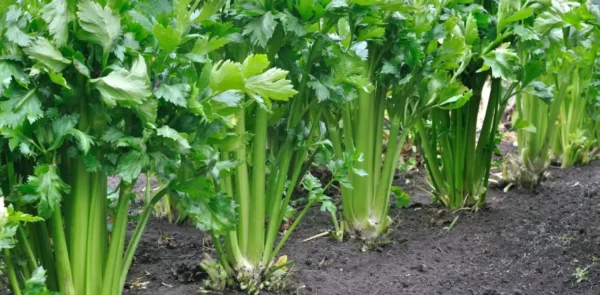 Cultivar aipo como um especialista: dicas práticas para uma colheita de sucesso