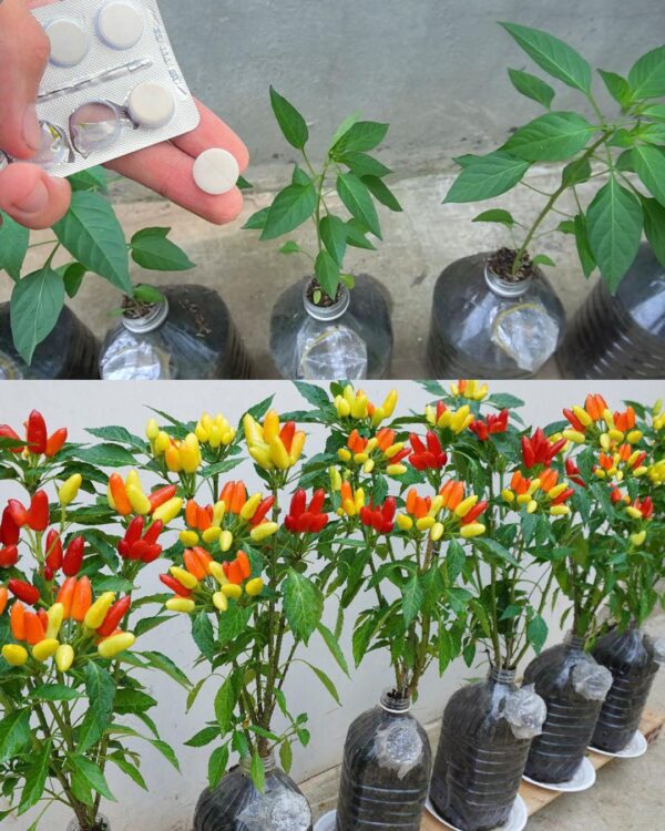 Cultiver Des Piments À La Maison : Conseils Pour Une Croissance Dynamique