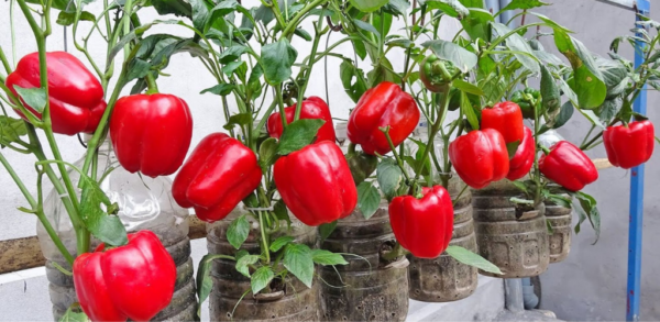 Cultiver des poivrons – Les étapes clés pour une récolte abondante