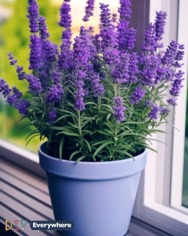 Cultivez de la lavande chez vous et transformez votre espace de vie en une oasis parfumée