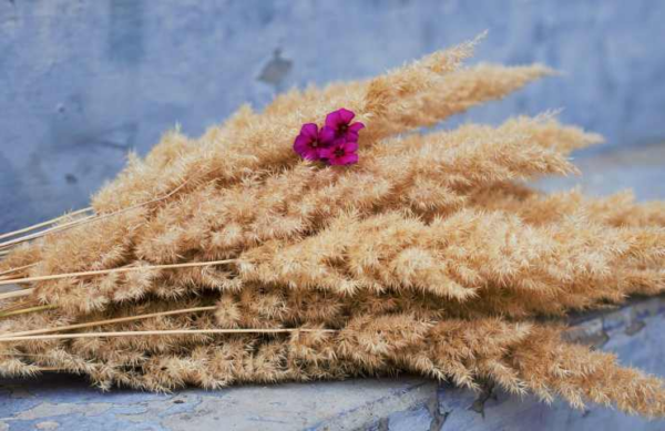 Cyclamen, entre faux mythes et légendes : les erreurs les plus courantes à éviter