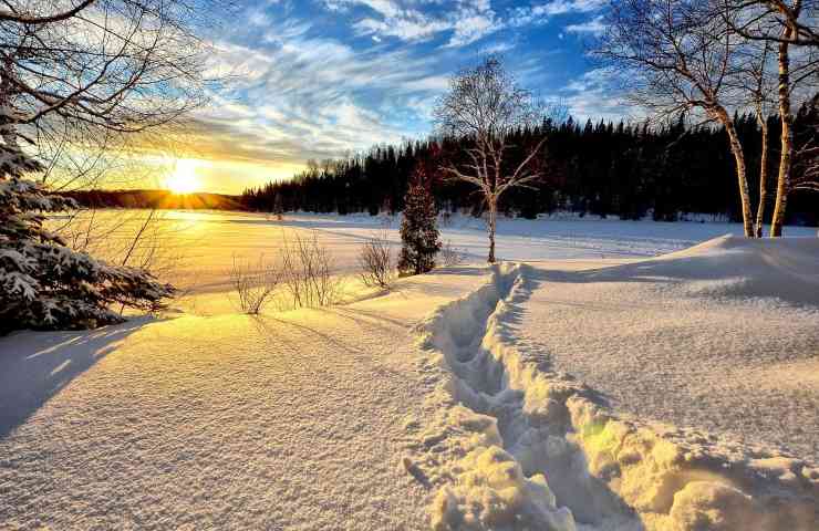 Les cyclamens et le froid
