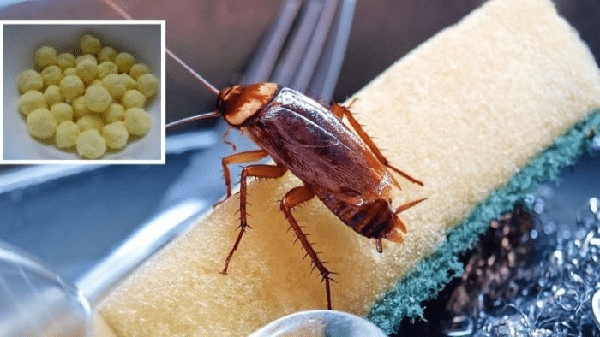 Débarrasser des Cafards pour Toujours avec ces 3 Huiles Essentielles