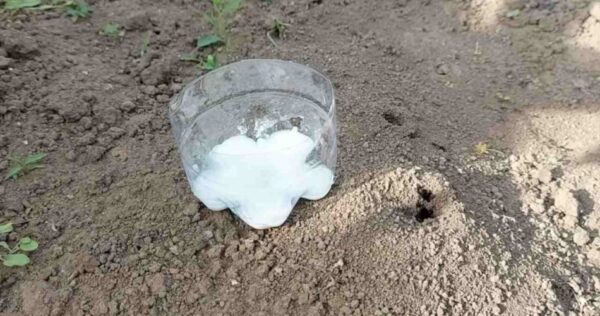Débarrassez-vous des fourmis avec cette méthode organique: elles ne reviendront jamais